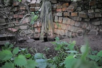 Remains of the tramway tunnel between quarry and tipping dock.