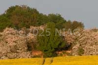 Evidence of ironstone quarrying at Woodford where the level of the field is much lower than the surrounding land.